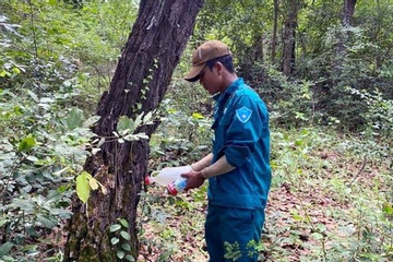 Hơn 200 cây rừng tự nhiên bị khoan lỗ đổ hóa chất đầu độc