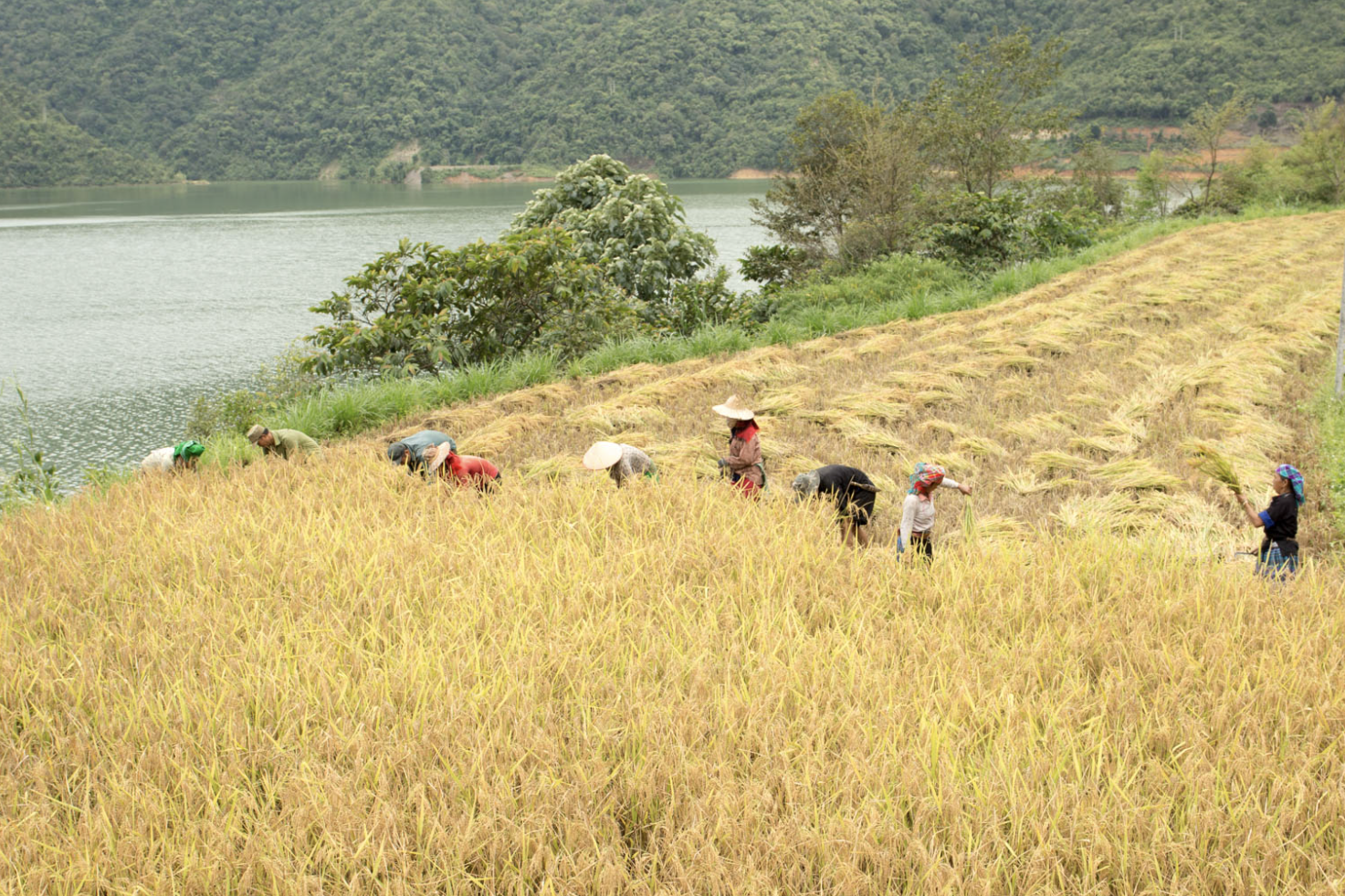 Khởi sắc nông thôn mới ở Mường La