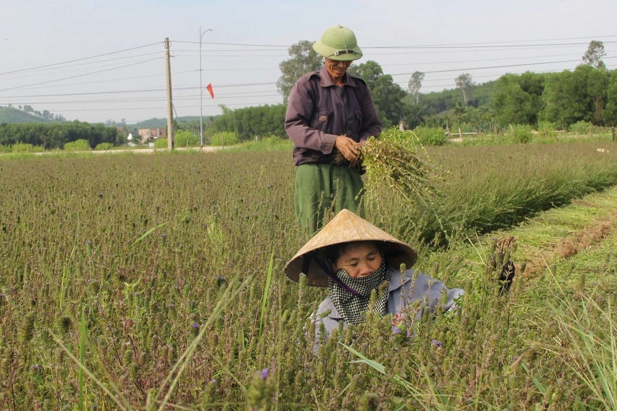 Vợ chồng xứ Nghệ bên ruộng nhân trần đầy hoa, bao nhiêu cũng hết
