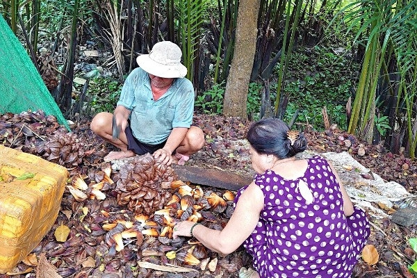 Nghe tiếng rao ngoài ngõ, nhớ dáng nội lưng còng thoăn thoắt chặt quầy dừa