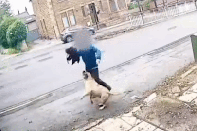 Chó ngao hung dữ tấn công người đàn ông đi trên đường