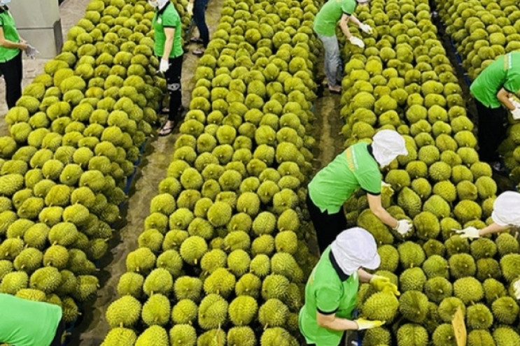 Fruit and vegetable exports exceed US$4 billion in nine months