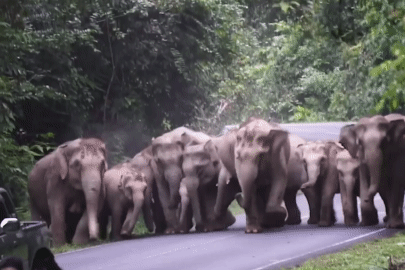 Khoảnh khắc đàn voi rừng hung hãn truy đuổi nhóm khách du lịch