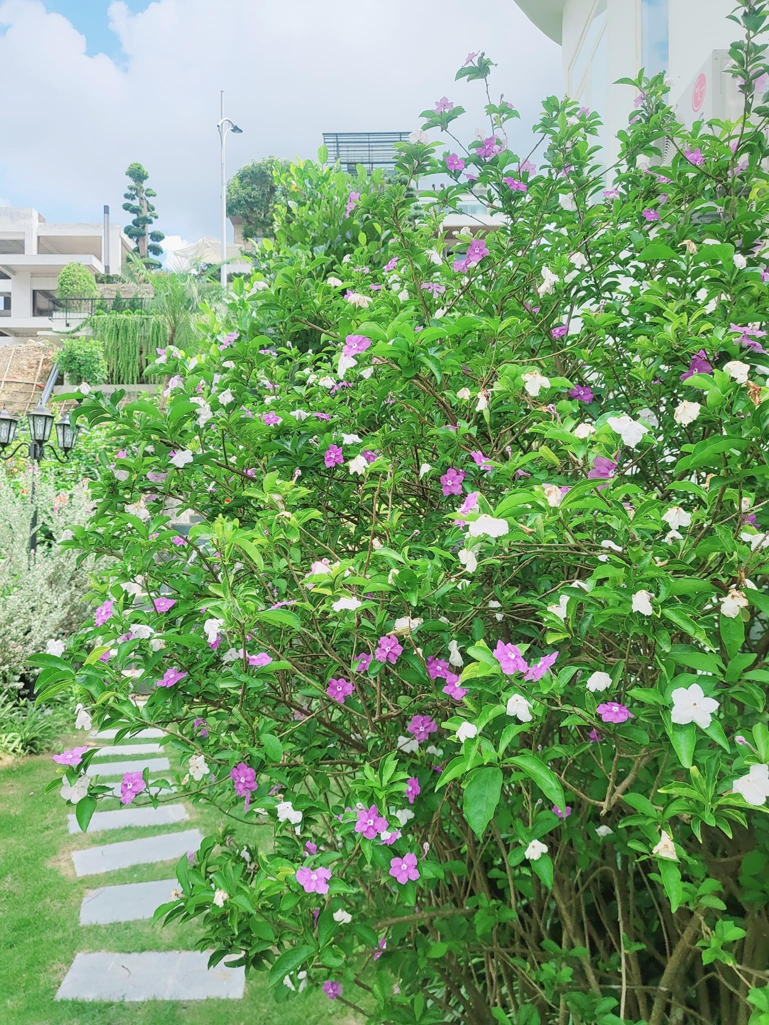 Khu vườn đầy hoa trái trong biệt thự 600m2 như resort của Mạnh Trường
