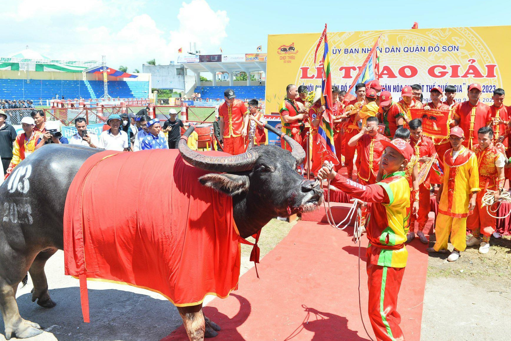 'Ông' trâu nặng 1,3 tấn bị thương vẫn ra sân quyết đấu, giành chức vô địch