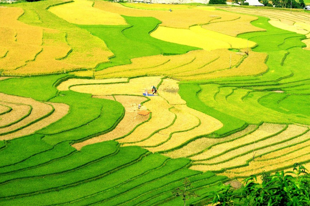 ﻿Harvest season in terraced rice fields