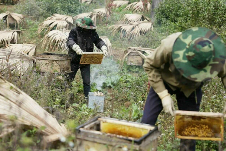 Làm giàu từ mật ong bạc hà ở cao nguyên đá Đồng Văn