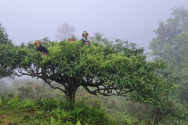 Nâng cao giá trị ‘vàng xanh’ trên đỉnh Tây Côn Lĩnh