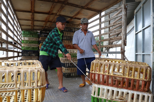 Thu 2,5 tỷ đồng mỗi năm nhờ chuyển đổi đất làm trang trại nuôi gà công nghiệp