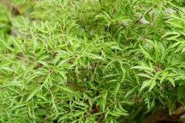 Loại cây cảnh được ví như 'nhân sâm của người nghèo'