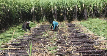VSSA suspects Indonesia dumps sugar on Vietnam market