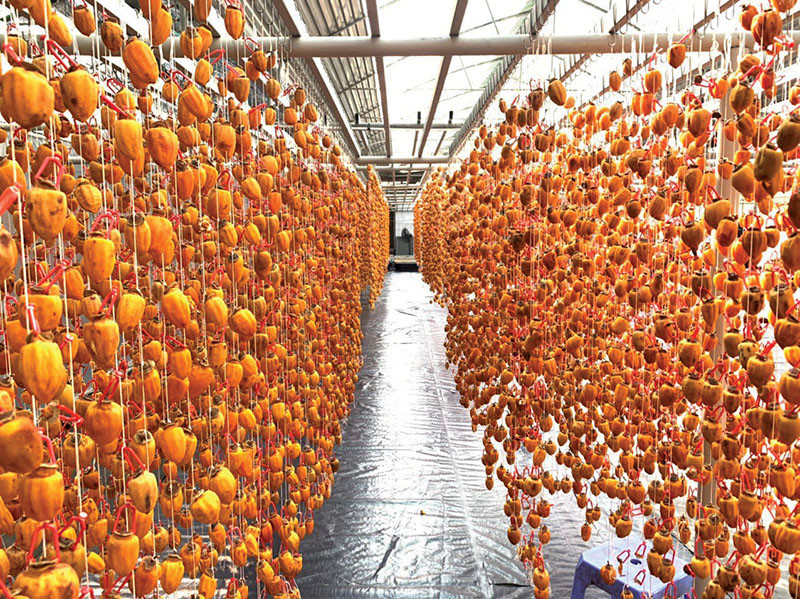 ﻿Wind-hanging persimmons: A delightful Dalat specialty