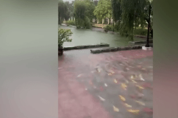 Hy hữu cảnh đàn cá koi bơi tung tăng trong sân sau cơn mưa lớn