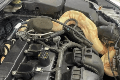 Thợ sửa xe hoảng hốt khi thấy con trăn bạch tạng 'khủng' nằm dưới nắp capô