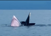 Bản tin sáng 28/9: Cá voi xuất hiện ở Cô Tô, thoải mái bơi gần tàu cá