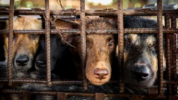 Experts call for minimising consumption of dog, cat meat for healthcare purposes