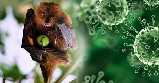 hcm city to monitor arrivals from africa amid deadly nipah outbreaks picture 1