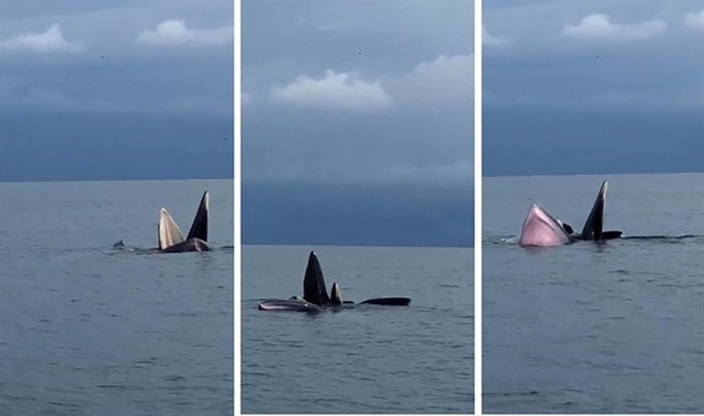 Many whales seen in Quang Ninh’s Co To sea water