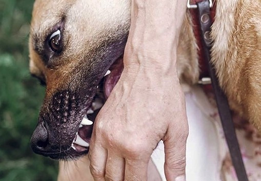 rabies claims 75 human lives in vietnam every year picture 1