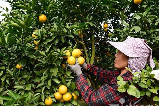 Thu gần 100 triệu tấn nông sản, cuối năm chỉ lo vấn đề thị trường