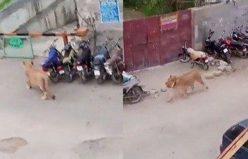 Video sư tử bỏ trốn gây náo loạn đường phố