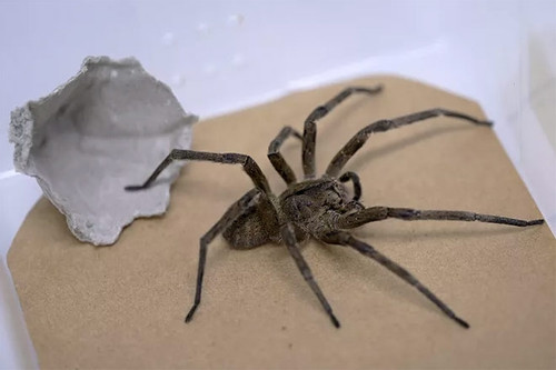 Nọc của loài nhện siêu độc có thể là cứu cánh cho căn bệnh khó nói ở nam giới
