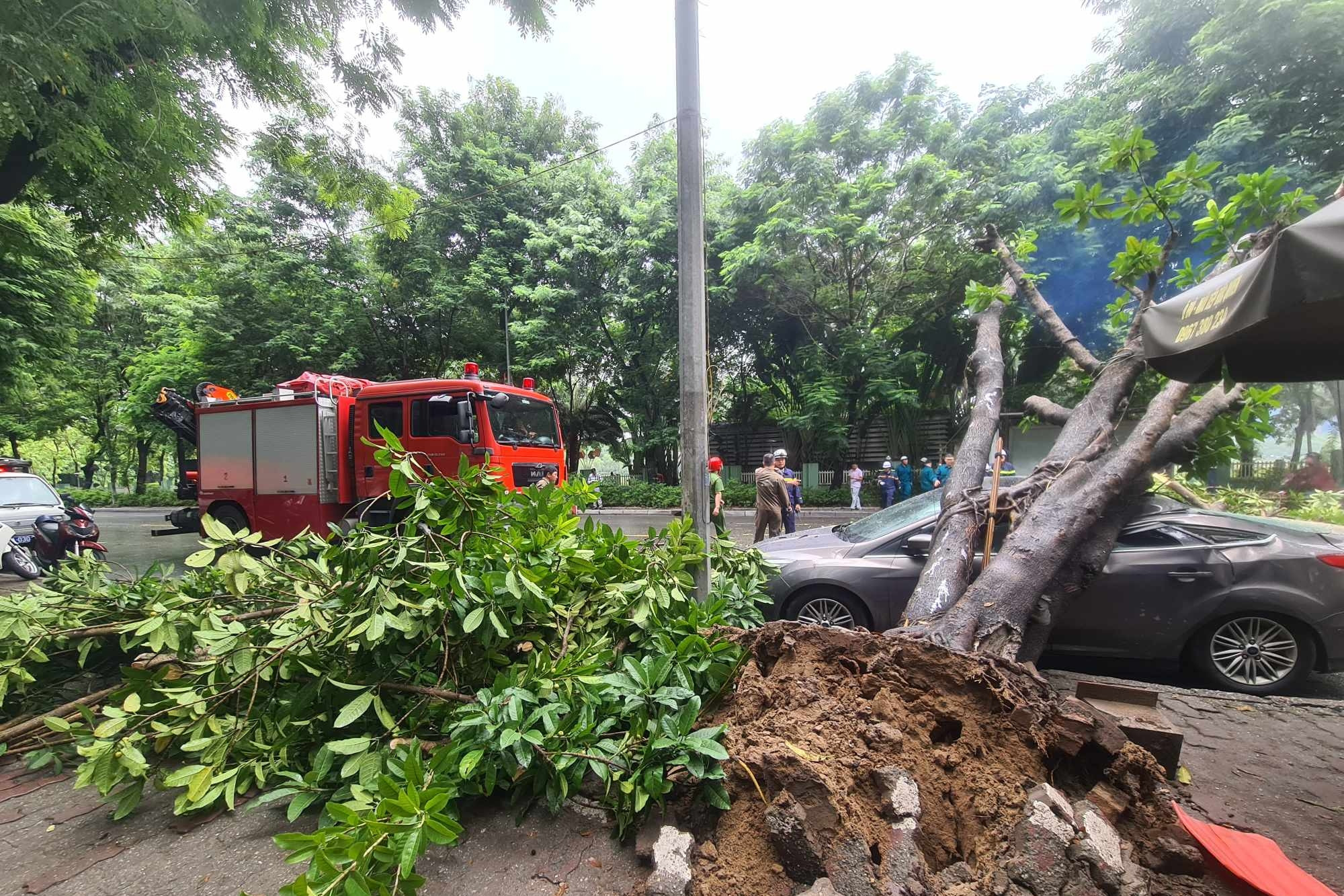 Cây bật gốc đè trúng ô tô 5 chỗ ở Hà Nội