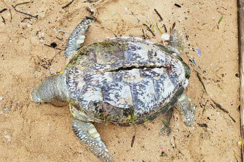 Xác rùa biển quý hiếm nặng hơn 80kg dạt vào bãi biển Vũng Tàu