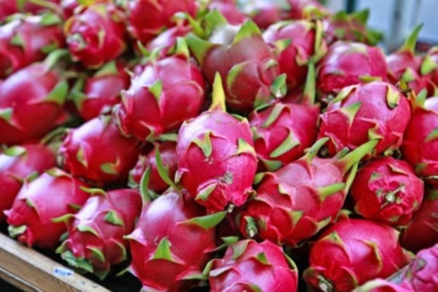 Vietnam yet to receive any UK warning on dragon fruit: official hinh anh 1
