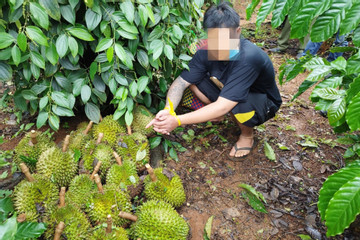 Bắt 3 đối tượng trộm hơn 200 kg sầu riêng ở Đắk Nông