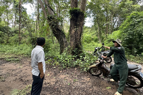 'Nhường chỗ' cho hồ chứa nước Ka Pét, rừng được khai thác và trồng mới thế nào?