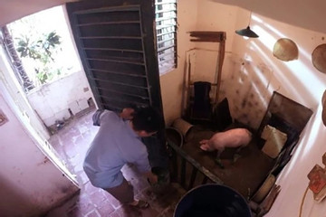 Tập thể Trung Tự: Những ngày nuôi lợn, tắm thứ xà phòng khó tả