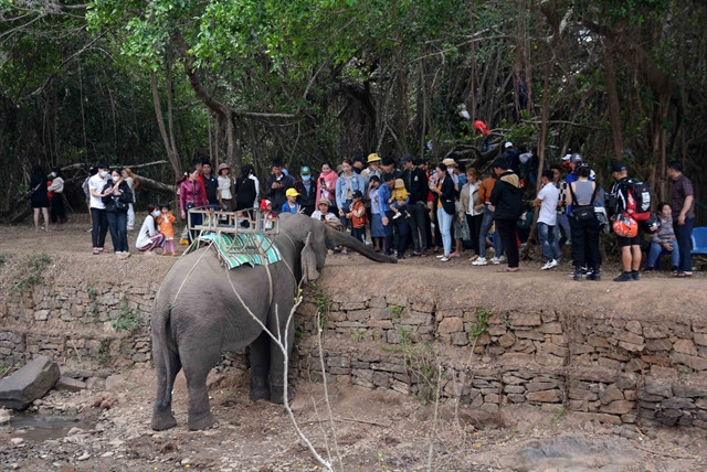 The tragedy of Central Highlands elephants