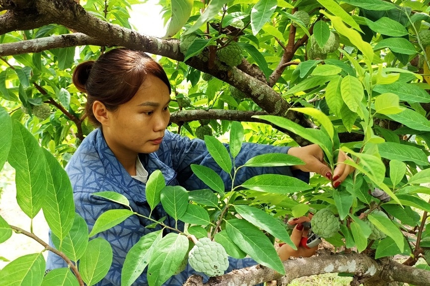 Phú Long: 200ha trồng na được chuyển đổi từ đất đá nội đồng