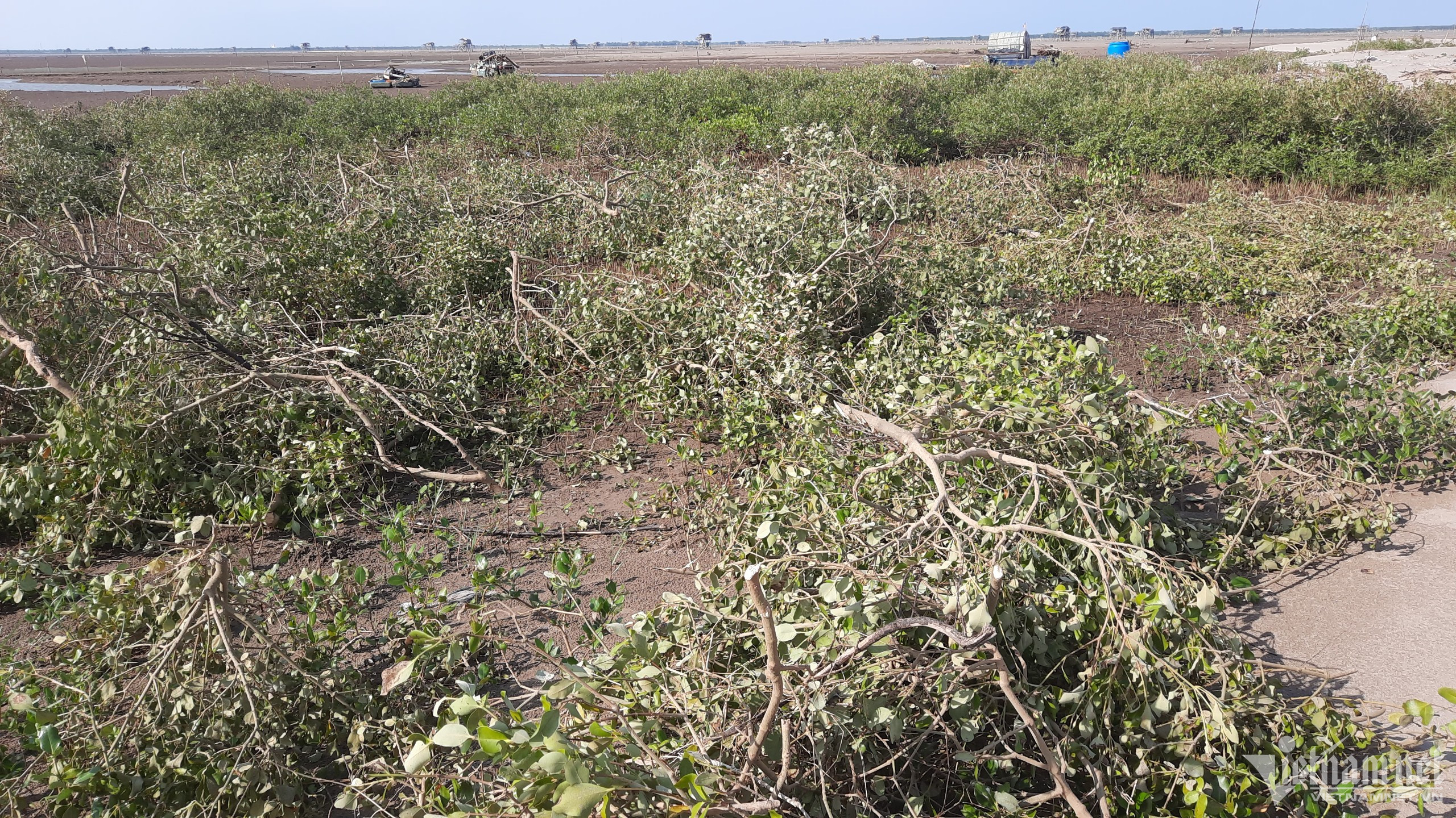 Điều tra việc hút cát, chặt phá cây tại Vườn Quốc gia Xuân Thủy