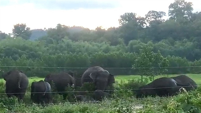 Dong Nai seeks human-elephant coexistence