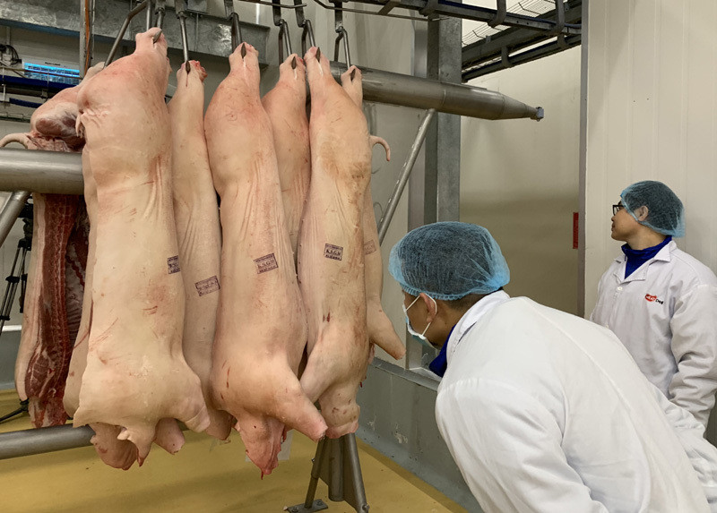Giá thịt lợn quay đầu giảm, hàng nhập khẩu tăng mạnh, dân lại 'treo' chuồng