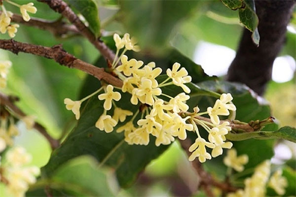 Loại cây quý, có người từng vác bao tải tiền, đổi xe sang để mua