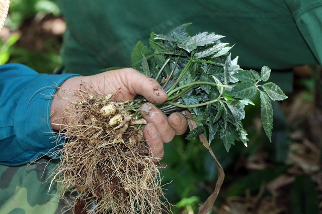 Prevention of illegally imported ginseng faces many challenges