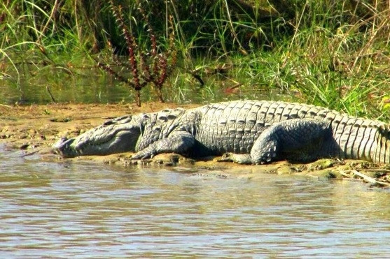 Quốc gia cấm nuôi hổ, gấu và cá sấu làm thú cưng