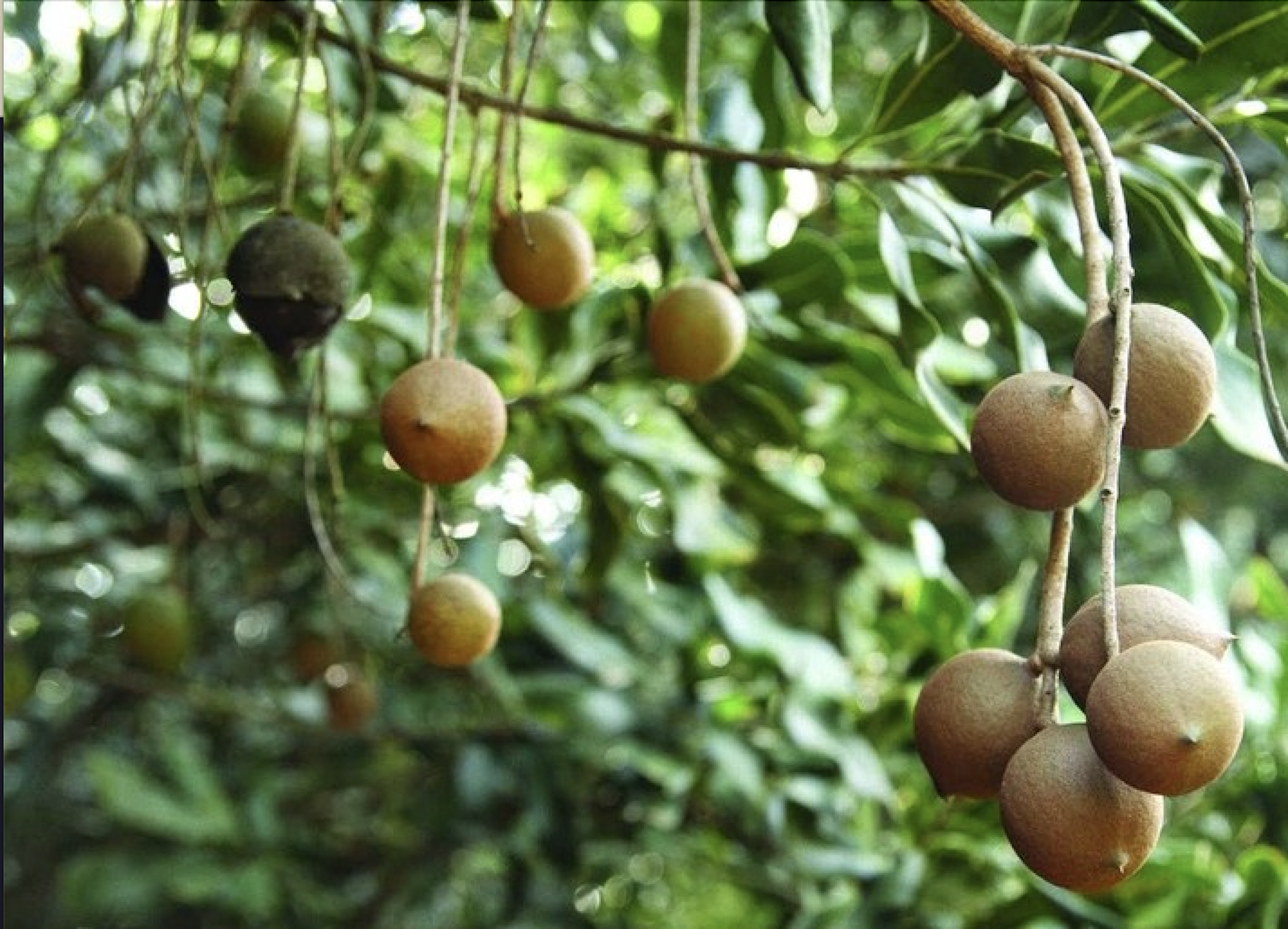 Đăk Tô xây dựng mô hình liên kết theo chuỗi giá trị gắn với tiêu thụ sản phẩm mắc ca