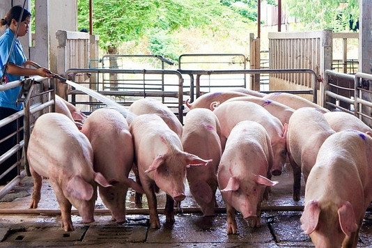 Chăn nuôi khó khăn, doanh nghiệp ngậm ngùi nhìn ngân hàng siết nợ