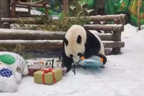 Video gấu trúc mở quà năm mới tại sở thú ở Nga