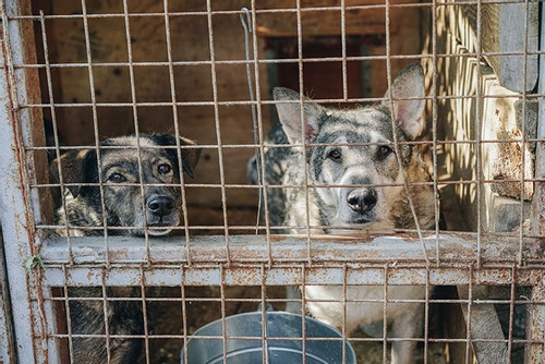 Cấm ăn thịt chó: Người già quyết liệt phản đối, người trẻ hân hoan ủng hộ