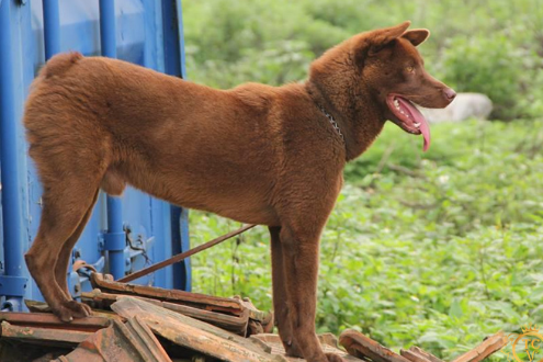 Mặt biến dạng vì bị chó lai sói nuôi trong nhà tấn công