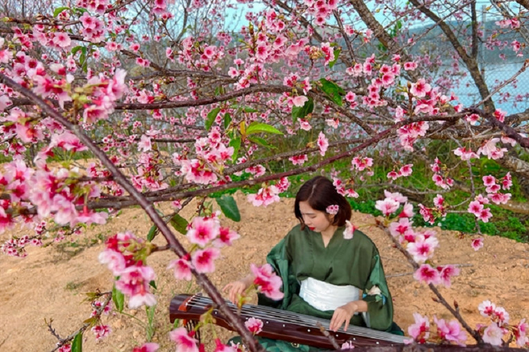 Japanese Cherry Blossom Festival to be held in Dien Bien Province