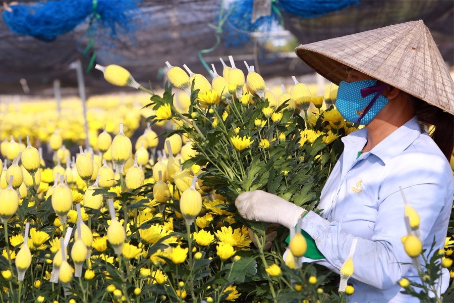 Làng hoa rộng cả trăm hecta ở Thanh Hóa hối hả vào Tết