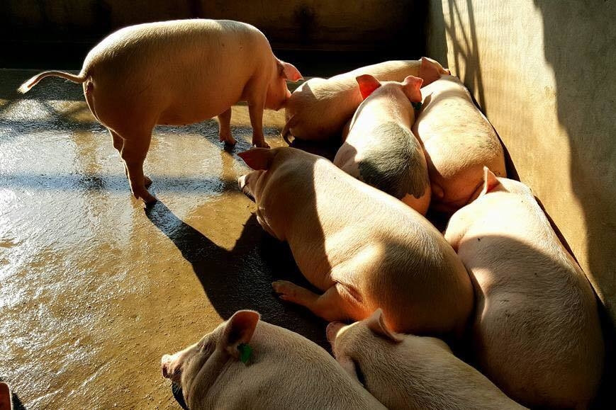 Ngăn chặn việc buôn bán, vận chuyển trái phép lợn qua biên giới vào Việt Nam