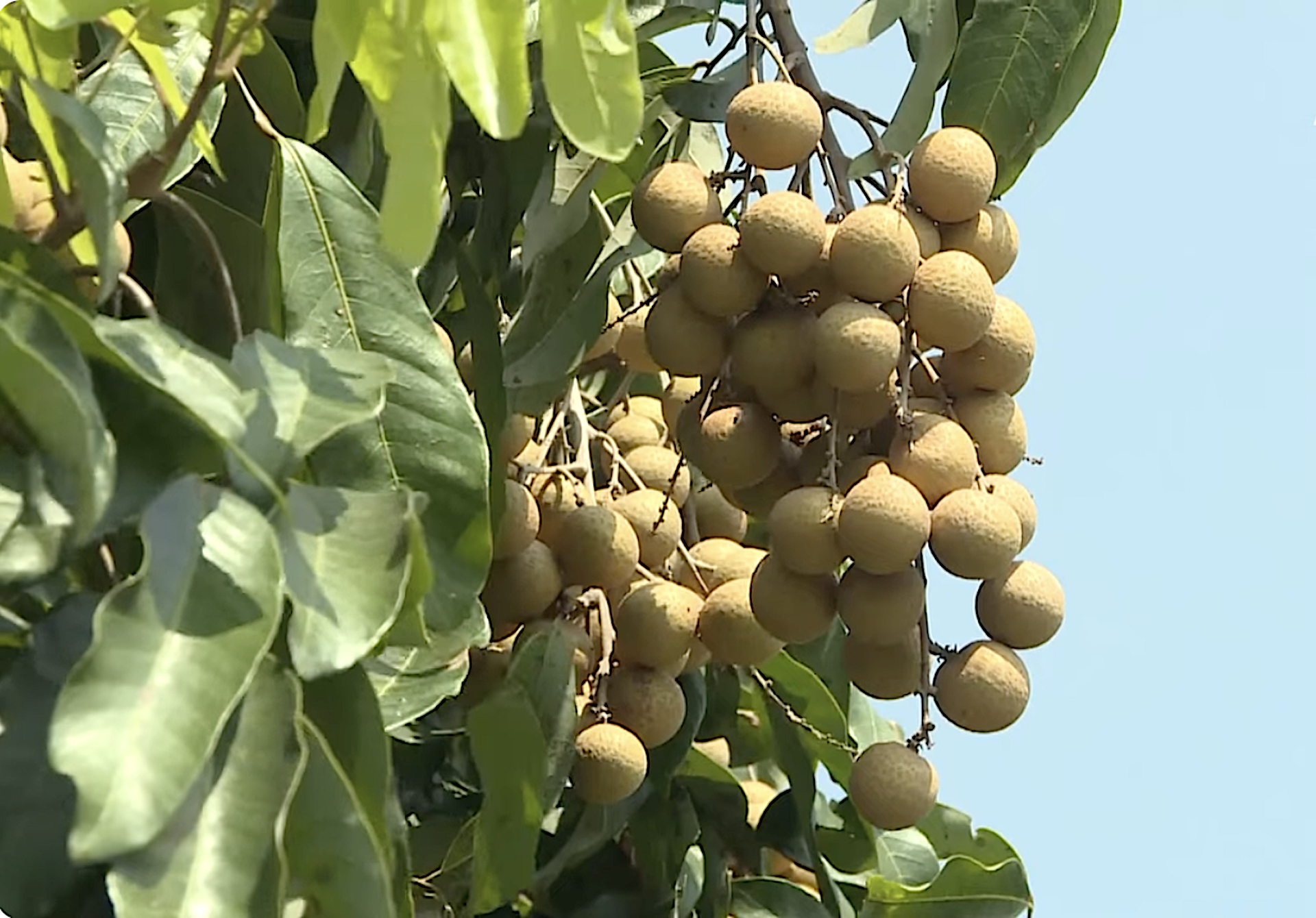 Chú trọng phân tích, đánh giá và nhận định xu hướng thị trường nông sản