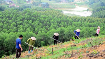 Vietnam plants nearly 770 million trees in three years